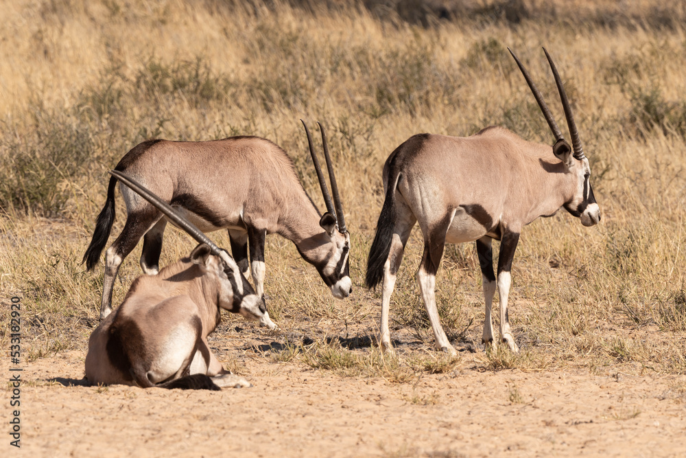 oryx gazelle, gemsbok, Oryx gazella, Parc national Kalahari, Afrique du Sud oryx gazelle, gemsbok, Oryx gazella, Parc national Kalahari, Afrique du Sud