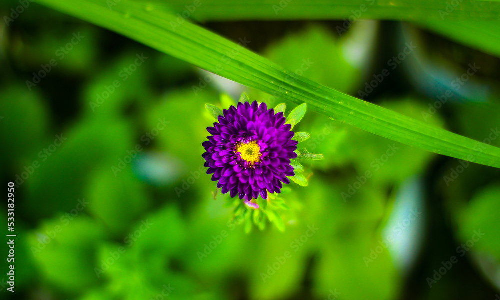 Fototapeta premium bee on a flower