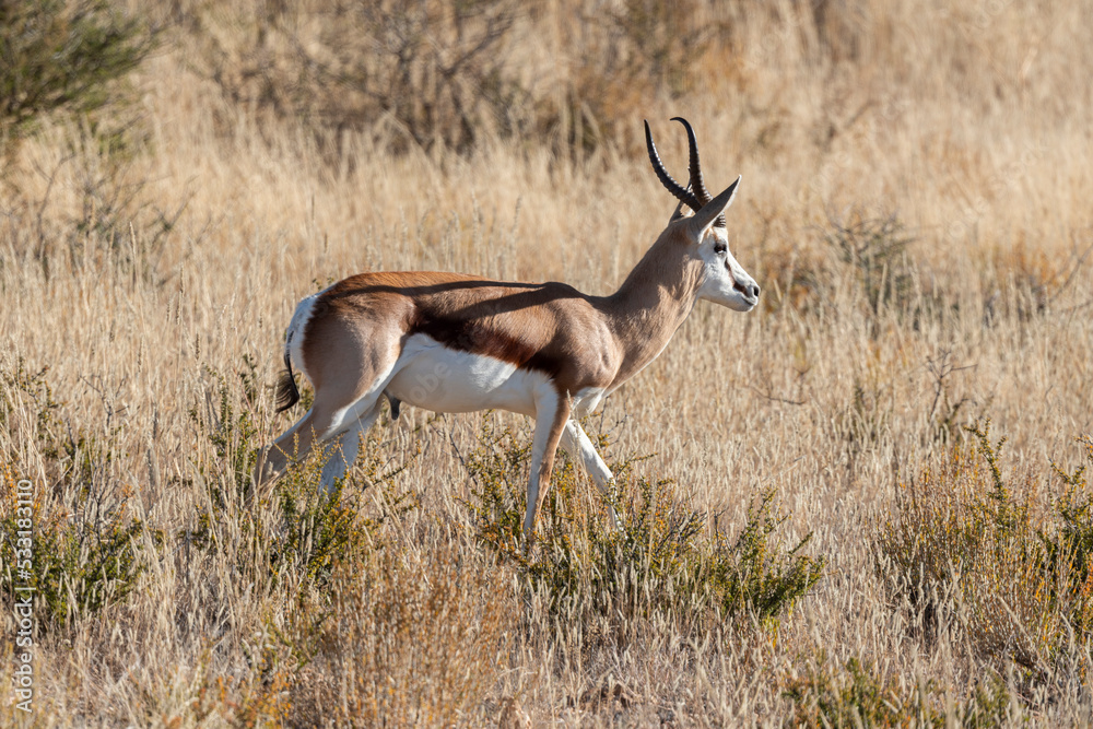 Springbok, Antidorcas marsupialis, Afrique du Sud Springbok, Antidorcas marsupialis, Afrique du Sud