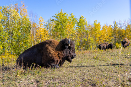 bison laying in the grass with other bisons standing behind him