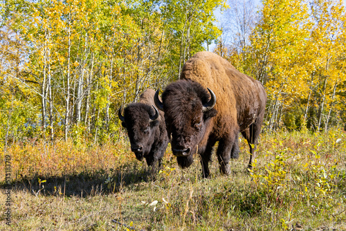 two bison looking at camera in an autumn field 