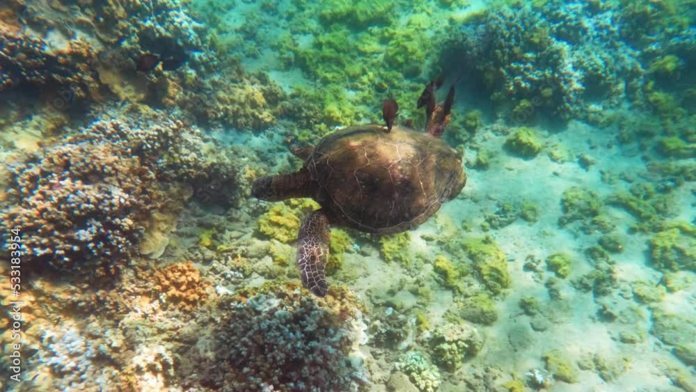 Green sea turtle above coral reef in tropical ocean. Close up of turtle slowly swimming in clear water Green sea turtle above coral reef in tropical ocean. Close up of turtle slowly swimming in clear water