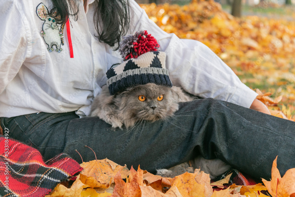 The girl sits on yellow maple autumn leaves and holds a British cat in a knitted cap on her feet. Cat on a walk. Autumn mood.