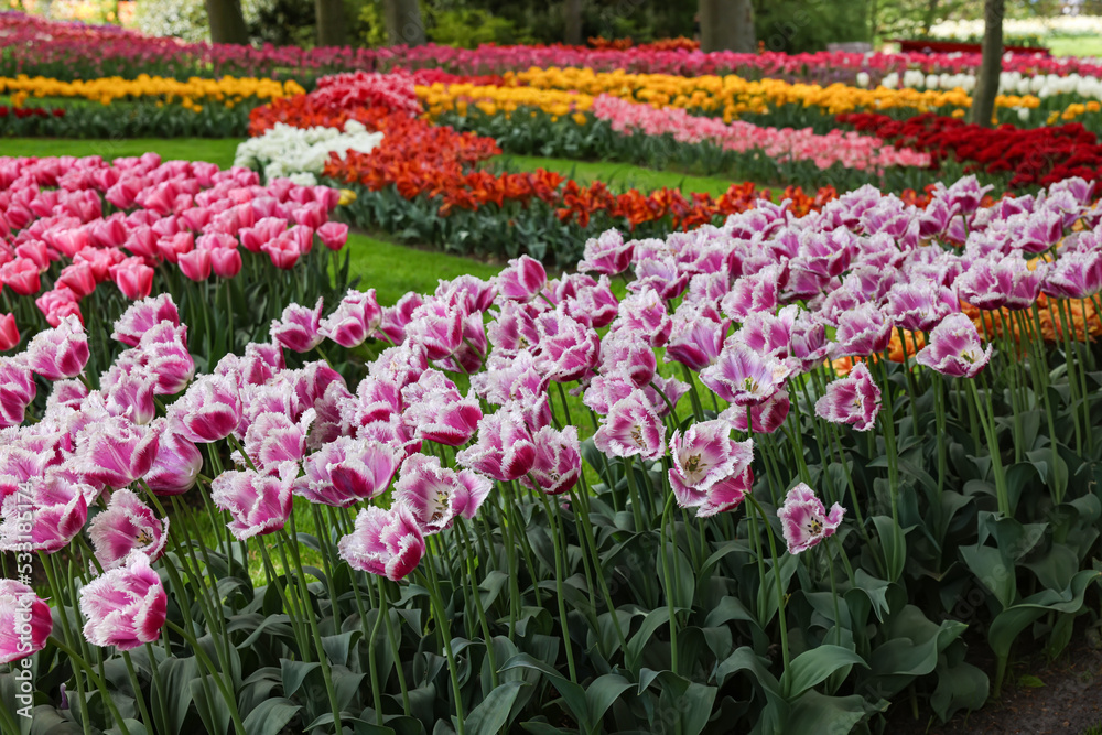 Many beautiful tulip flowers in park. Spring season Many beautiful tulip flowers in park. Spring season