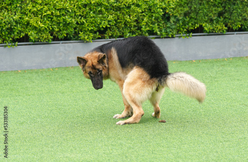 German shepherd dog pooping in back yard photo