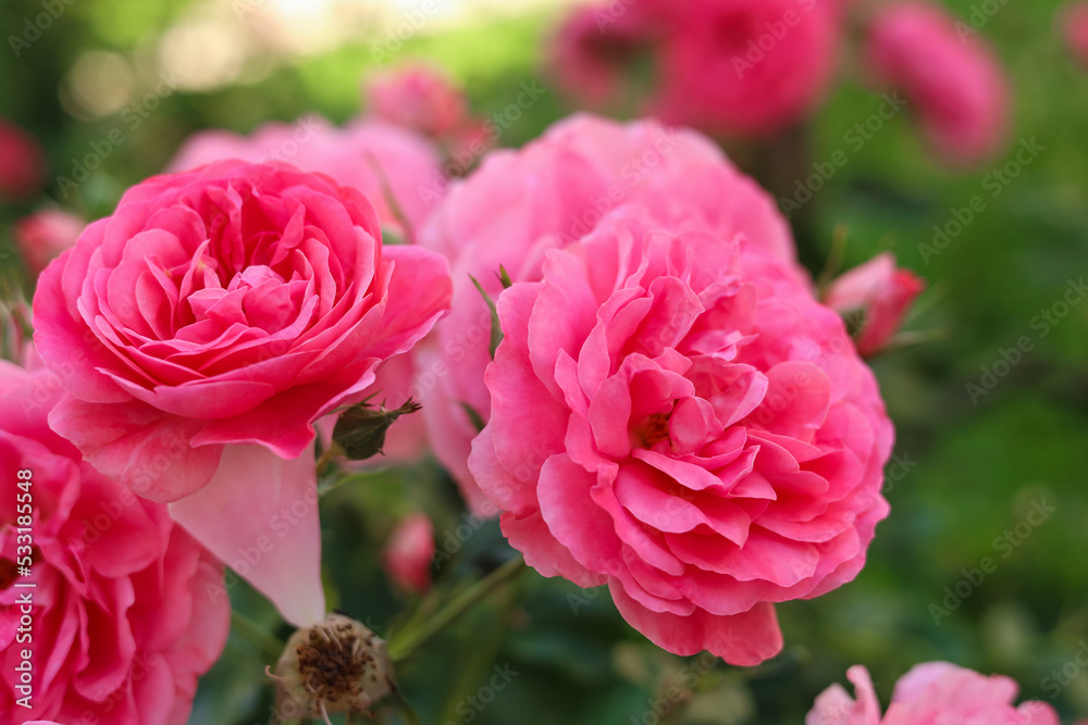 Fototapeta premium Closeup view of beautiful blooming rose bush outdoors on summer day