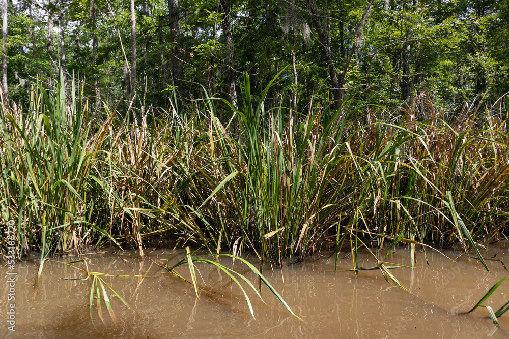 Fototapeta premium Green Reeds in a Tranquil Landscape at Honey Island Swamp in Louisiana