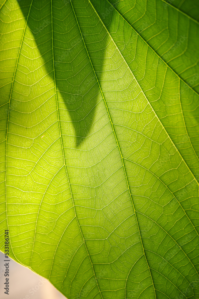 Close up of green leaf texture for natural background