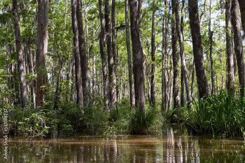 Tranquil Honey Island Swamp Landscape with Green Trees Covered in Spanish Moss in Louisiana