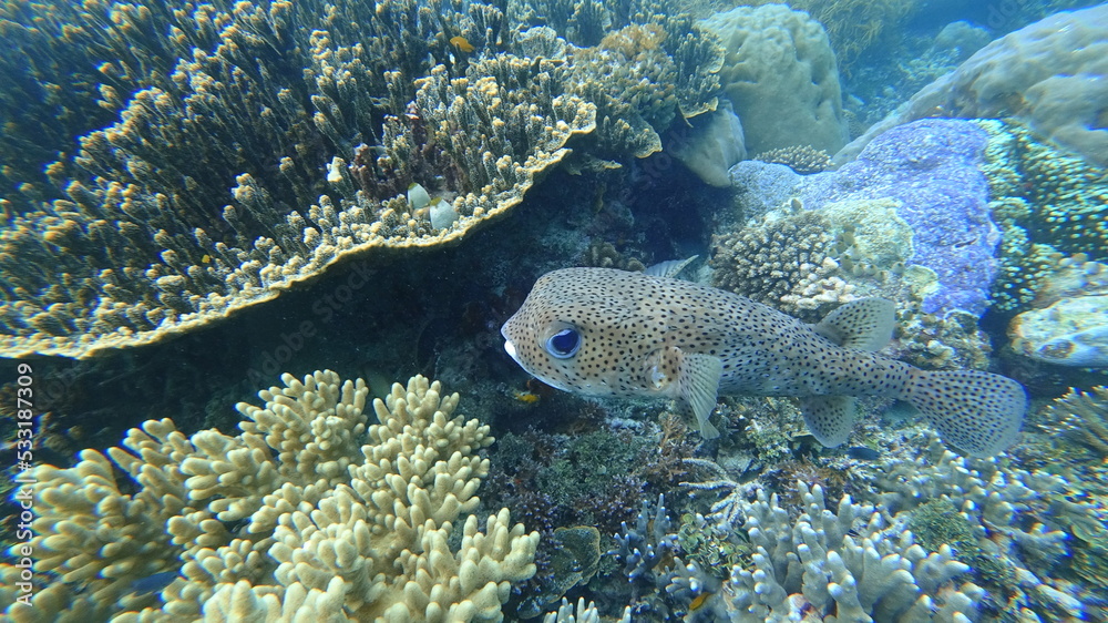 porcupine fish porcupine fish