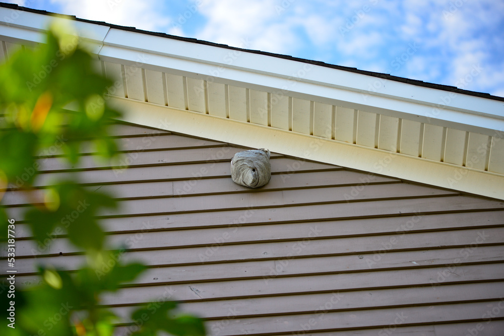 A large wasp hornet nest is affixed to an exterior dryer vent cover on the eave of a wooden building. The pesky insects are on the outside of the papery pulp material type hexagonal comb with a hole. A large wasp hornet nest is affixed to an exterior dryer vent cover on the eave of a wooden building. The pesky insects are on the outside of the papery pulp material type hexagonal comb with a hole.