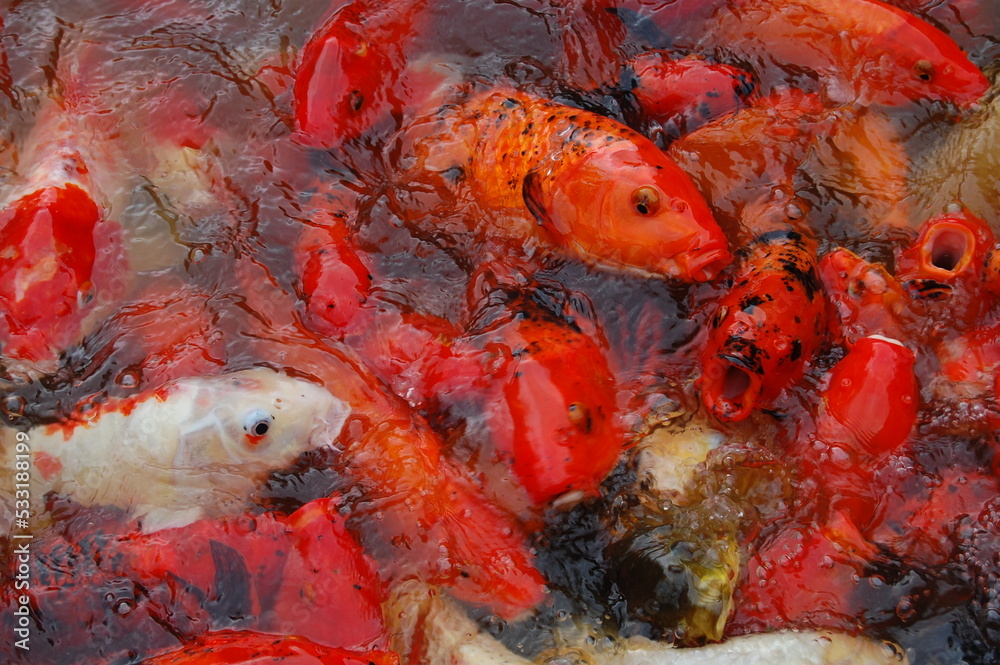 poissons poissons