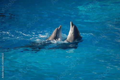 dauphins en train de jouer © Sylvain