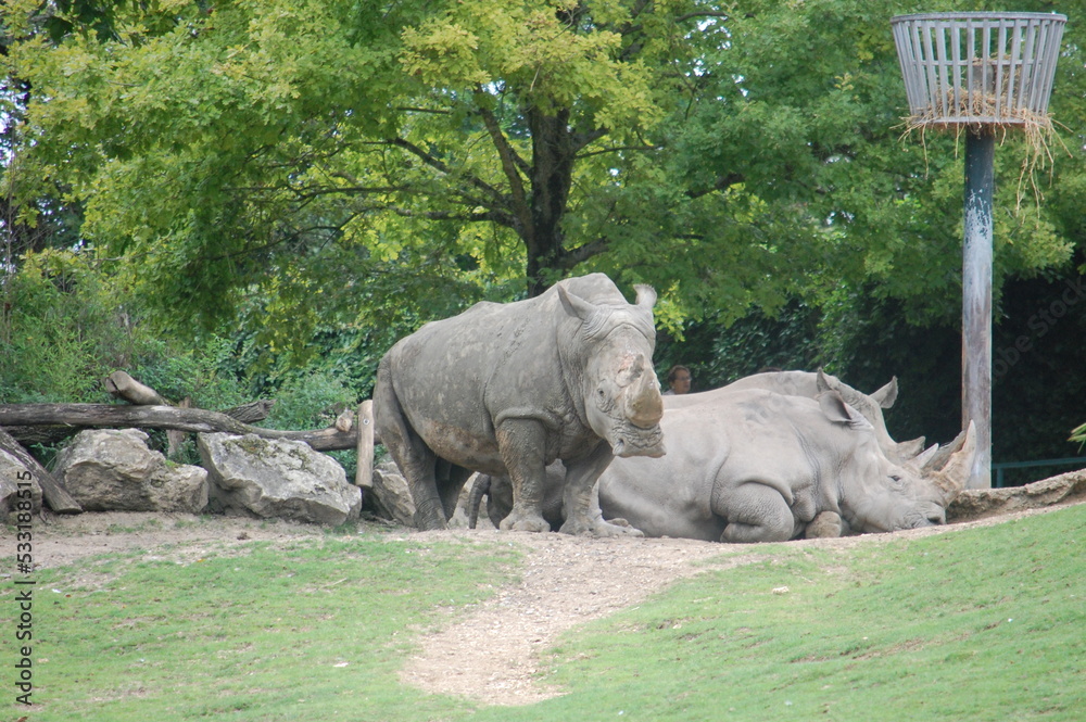 Naklejka premium rhinoceros