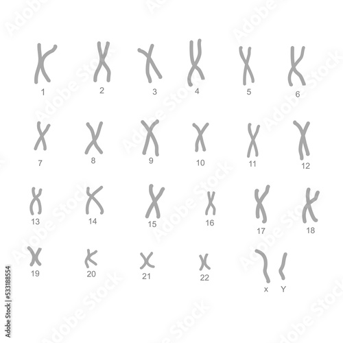 The 23 pairs of chromosome structure in normal one cell that including 22 pairs of autosome and 1 pair of sex chromosome photo