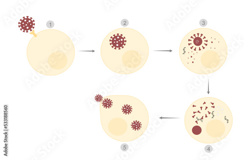 The virus life cycle or infection step (specific binding receptor): viral attached, penetration, uncoating, gene replication and expression, protein assembly, new viral particles are released