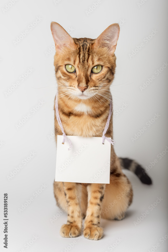 Portrait of a Bengal cat with a cardboard white banner around his neck on a white background.