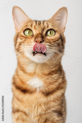 Portrait of a Bengal shorthair cat close-up on a white background. © Svetlana Rey