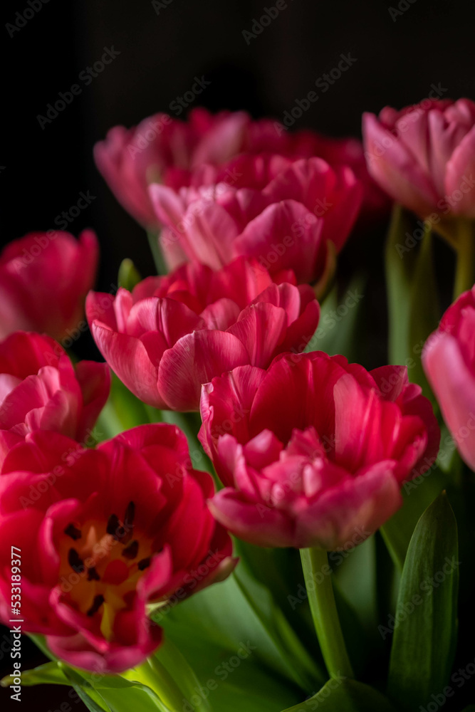 Fototapeta premium raspberry tulips on a dark background, spring bouquet for valentine's day, women's day and mother's day 