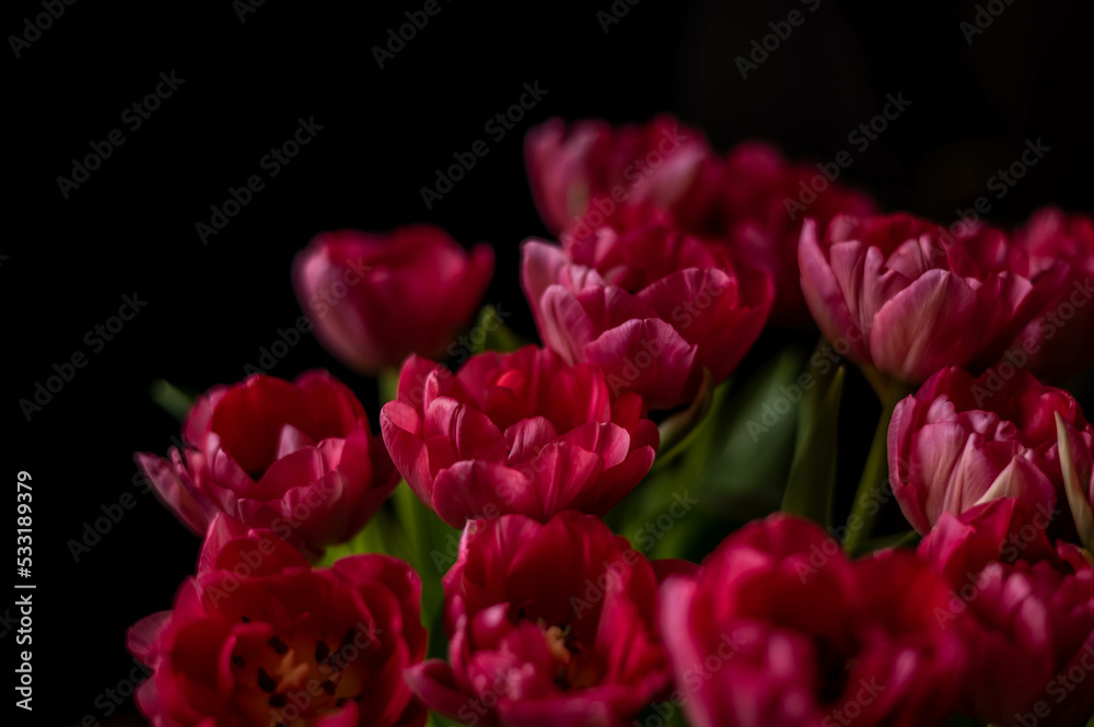 Fototapeta premium raspberry tulips on a dark background, spring bouquet for valentine's day, women's day and mother's day