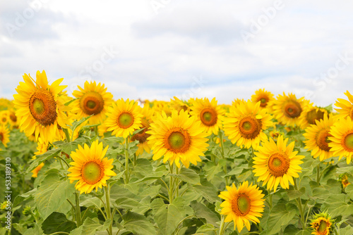 Sunflowers natural background