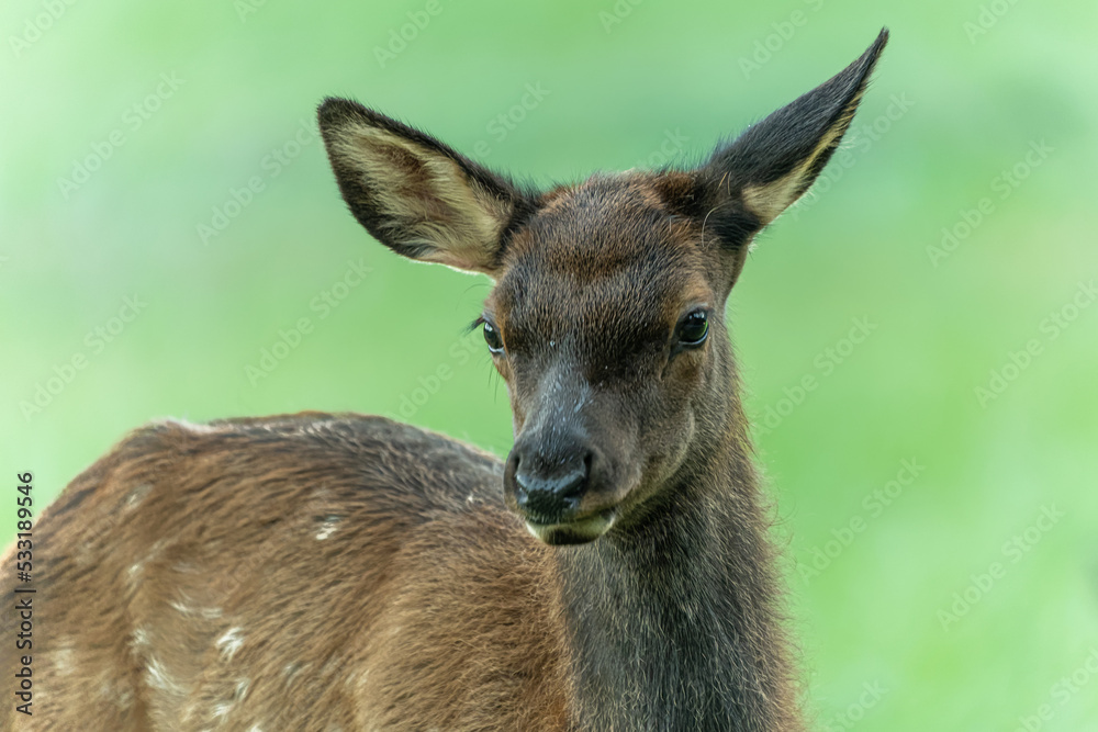 Portrait of Young Elk Calf