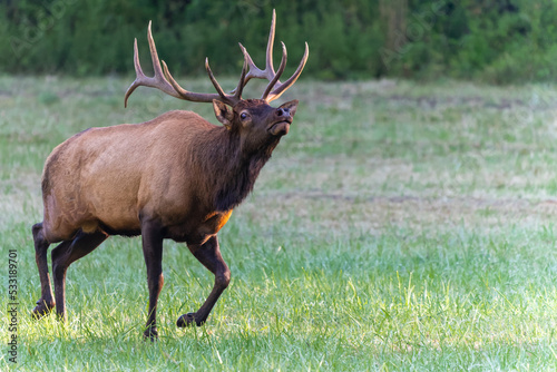 Bull Elk Charging
