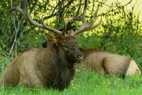 Nap time for Bull Elk