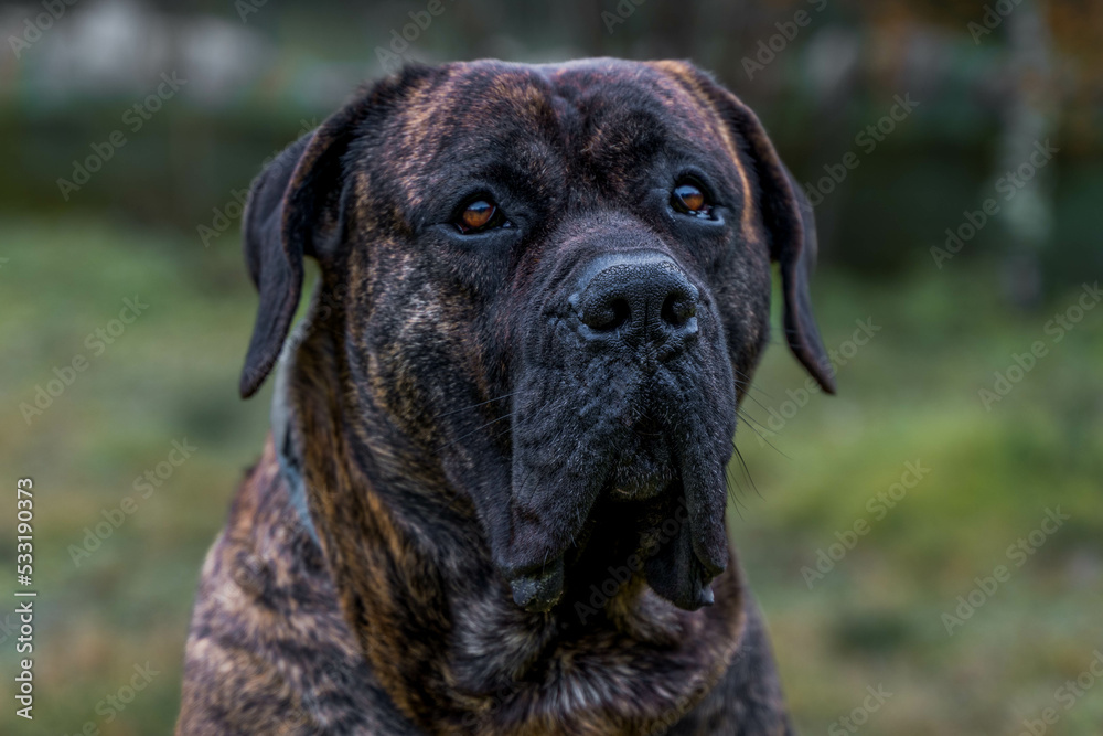 Young dog breed mastiff Presa Canario at the garden looking around Young dog breed mastiff Presa Canario at the garden looking around