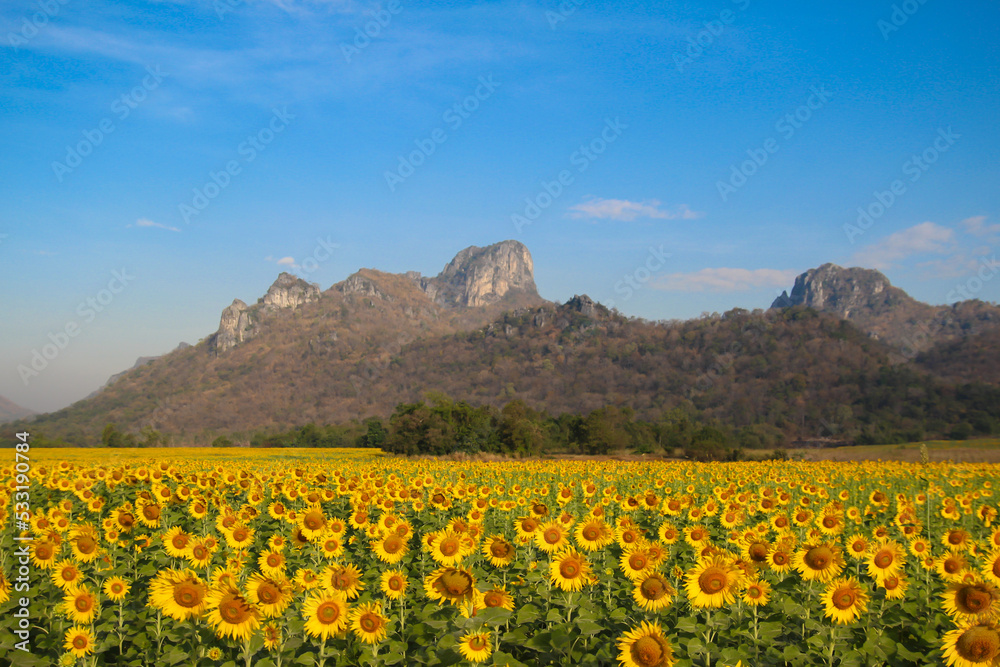 field of blooming sunflowers with blue sky and Mountain