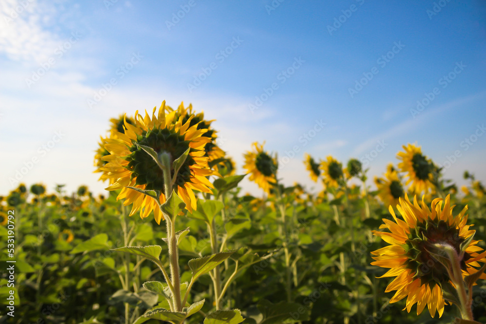 The back of the sunflower field with blue sky The back of the sunflower field with blue sky