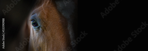 Wallpaper Mural Horse head, eye, detail on black background.Relax, no stress Background banner. Equestrianism Torontodigital.ca