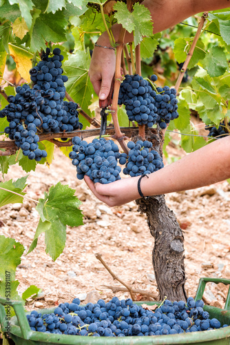 Cannonau grape harvest. Manual harvesting of grapes. Agriculture.