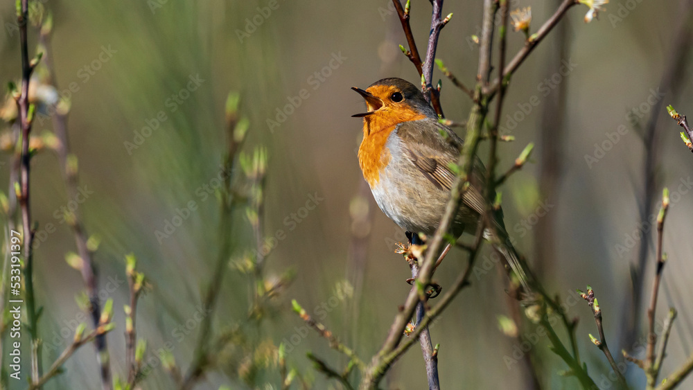 Fototapeta premium singing red robin