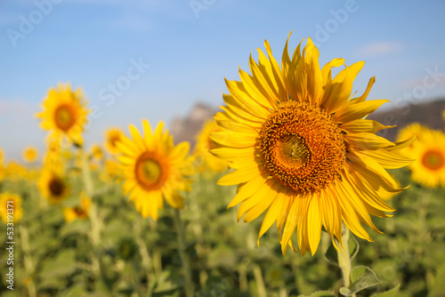 Sunflower natural background with blue sky