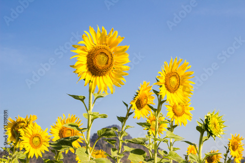 Beautiful blooming yellow sunflower in sunflower field with blue sky background. Travel concept.