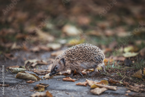 wild hedgehog in the grass looking for food and a place during the winter