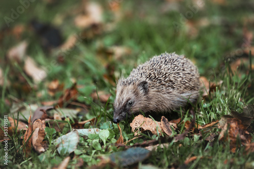 wild hedgehog in the grass looking for food and a place during the winter