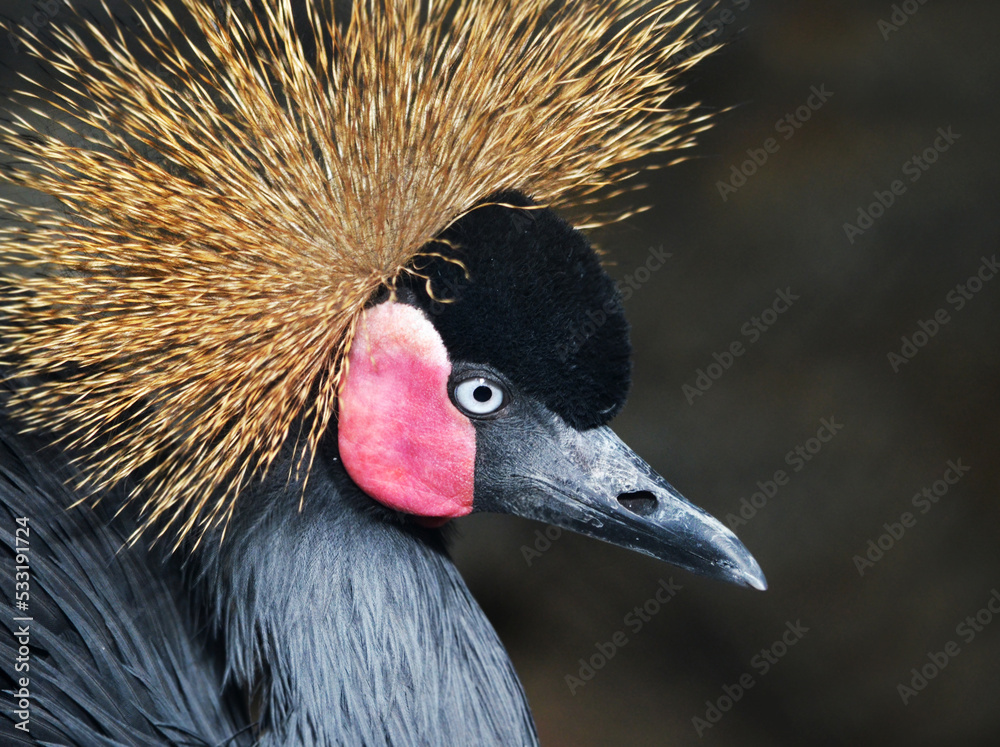 Fototapeta premium grey crowned crane