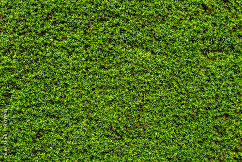 Green moss background.