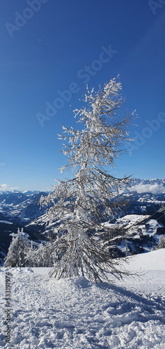 A view of the snow-capped trees on top of Griessenkareck Mountain on a sunny winter day. © bARTkow