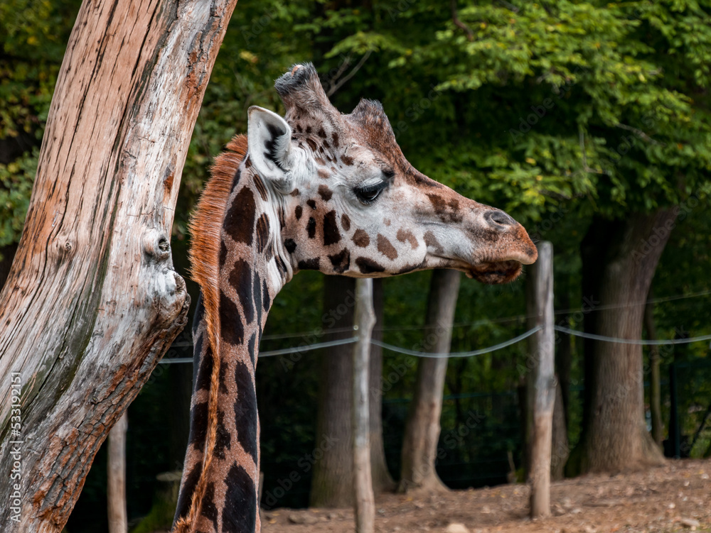 Fototapeta premium Giraffe and her head looking into the distance in the zoo