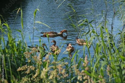 Family of ducks