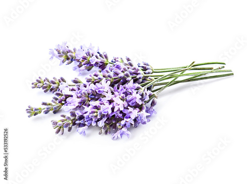 Blooming lavender flower close up on white backgrounds.
