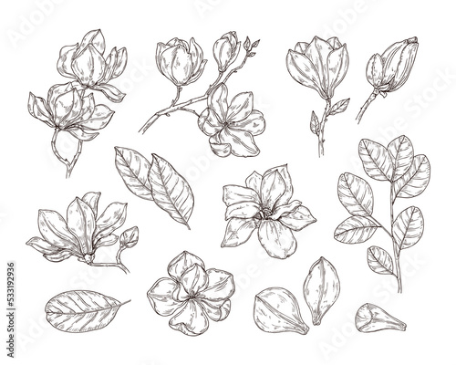 Sketch set of magnolia flower. Hand drawn flower in retro style, editable color.