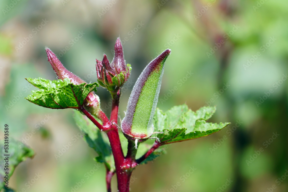 the fruit of the okra plant in the field, the henna okra, the henna okra plant native to Turkey, the fruit of the okra plant in the field, the henna okra, the henna okra plant native to Turkey,