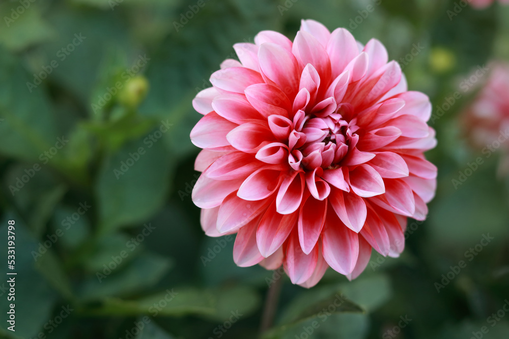 Fresh pink Dahlia flower head on light green defocused background. Dahlia petals closeup. Pink Dahlia blooming. Big autumn flowers. Floral background. Valentines day. Mothers day. Copy space Fresh pink Dahlia flower head on light green defocused background. Dahlia petals closeup. Pink Dahlia blooming. Big autumn flowers. Floral background. Valentines day. Mothers day. Copy space