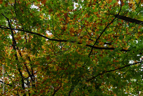 Beautiful pattern of autumn leaves mixed between green and brown leaves