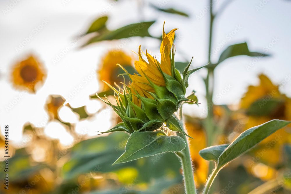 A beautiful sunflower on a natural background in the rays of the setting sun. Selective focus. A beautiful sunflower on a natural background in the rays of the setting sun. Selective focus.