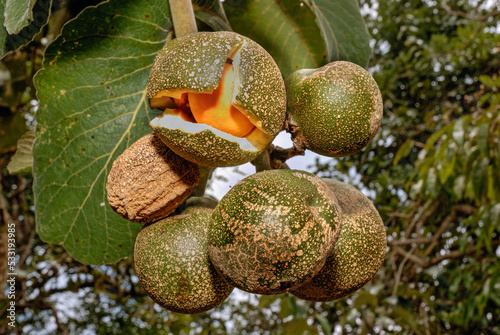 Pequi, Caryocar brasiliensis, Brazilian Savannah Fruit: Rare image showing the pequi fruit opening while still on the tree and revealing its edible pulp, a delicious Brazilian delicacy. Brasilia, 2020 photo